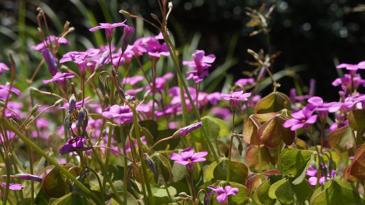 flowers  wildflower  nature free photo