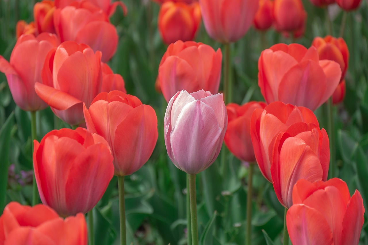 flowers  tulips  tulip field free photo