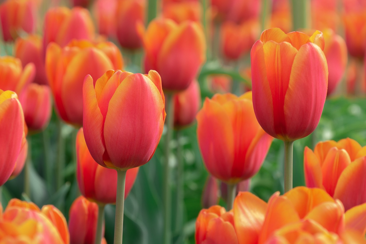 flowers  tulips  tulip field free photo