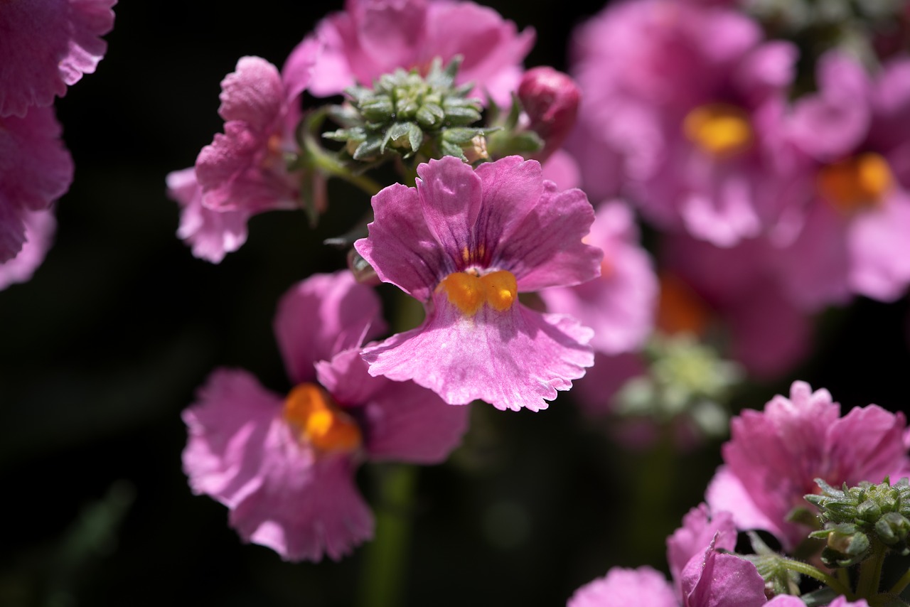 flowers  pink  garden free photo