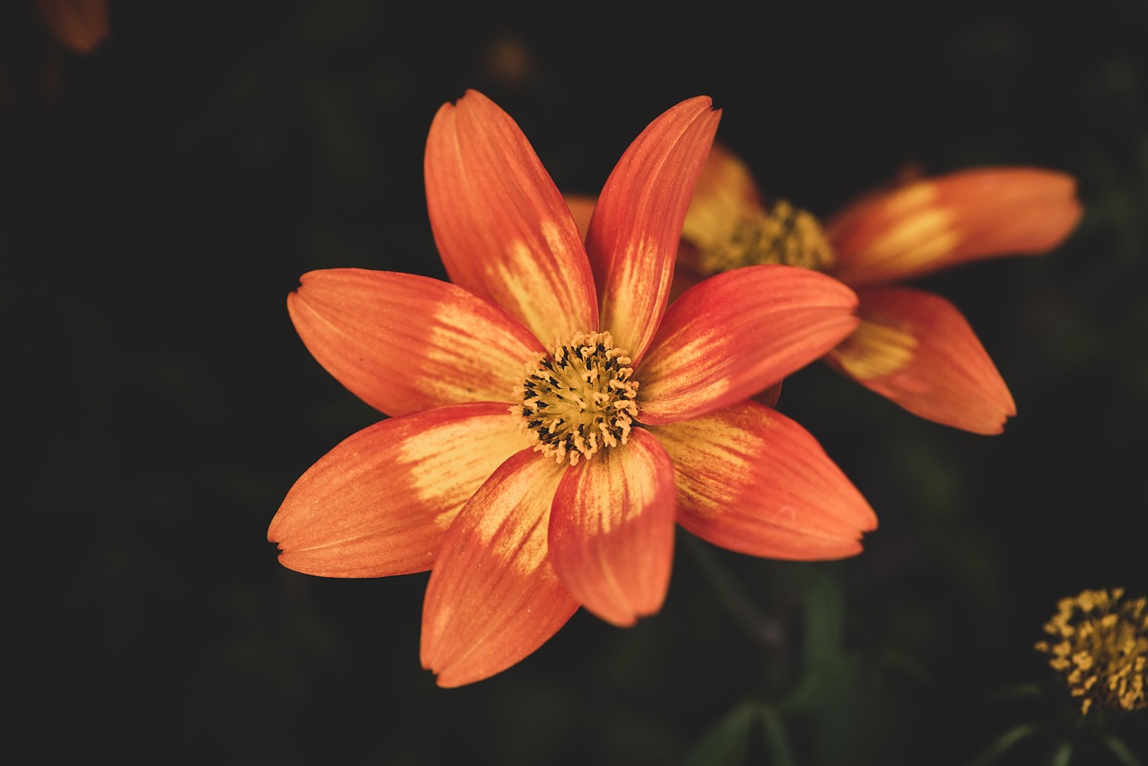 flowers  orange  spring flowers free photo