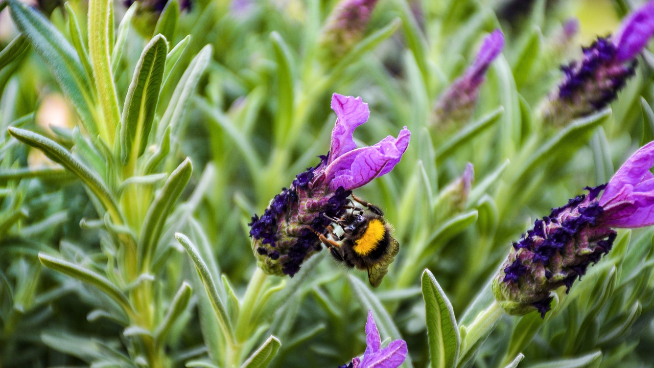 flowers  lavender  spanish free photo