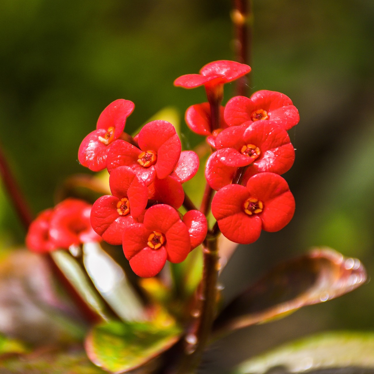 flowers  flora  floral free photo