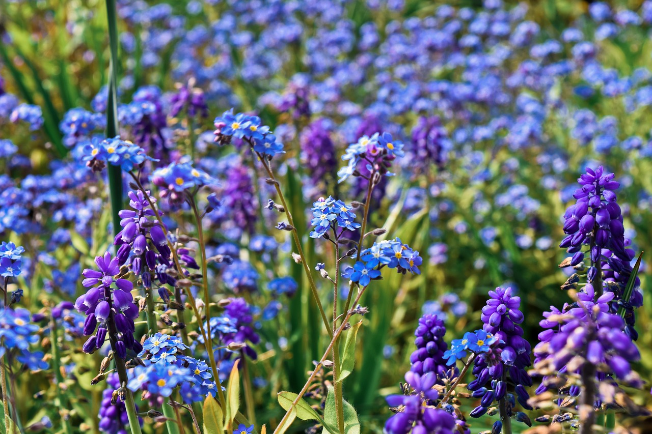 flowers  bluebell  spring free photo