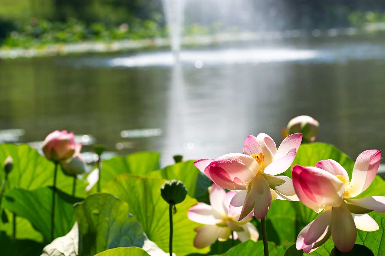 flowers  lotus  plants free photo