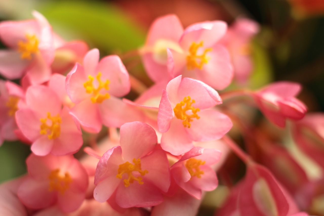 flowers  flower  petal free photo