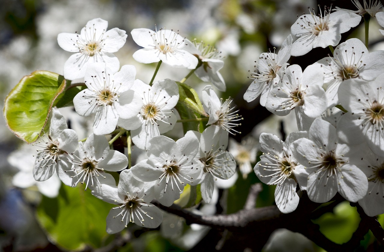 flowers  white  nature free photo