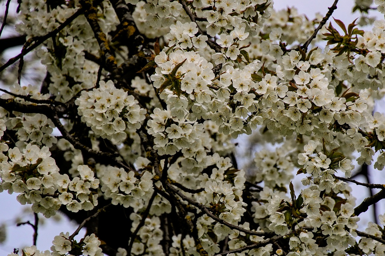 flowers  tree  spring free photo