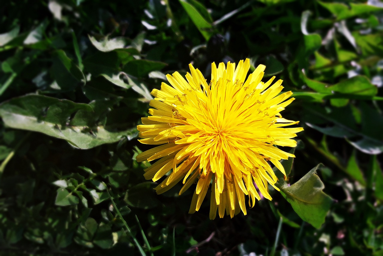 flowers  spring  beauty free photo