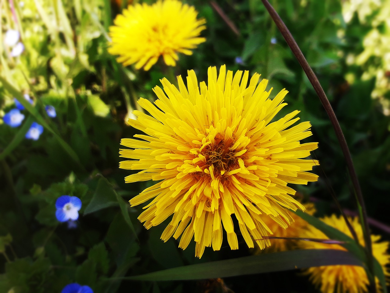 flowers  spring  beauty free photo