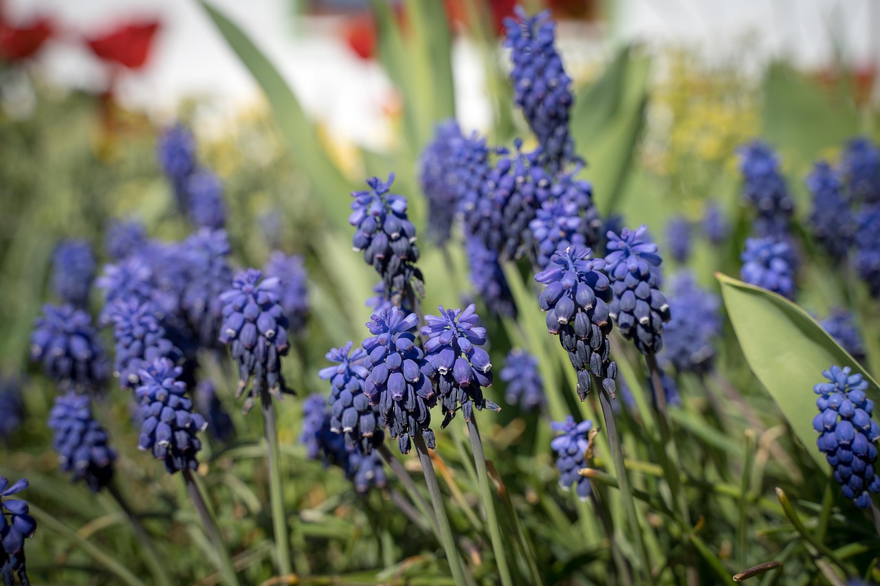 flowers  purple flowers  garden spring free photo