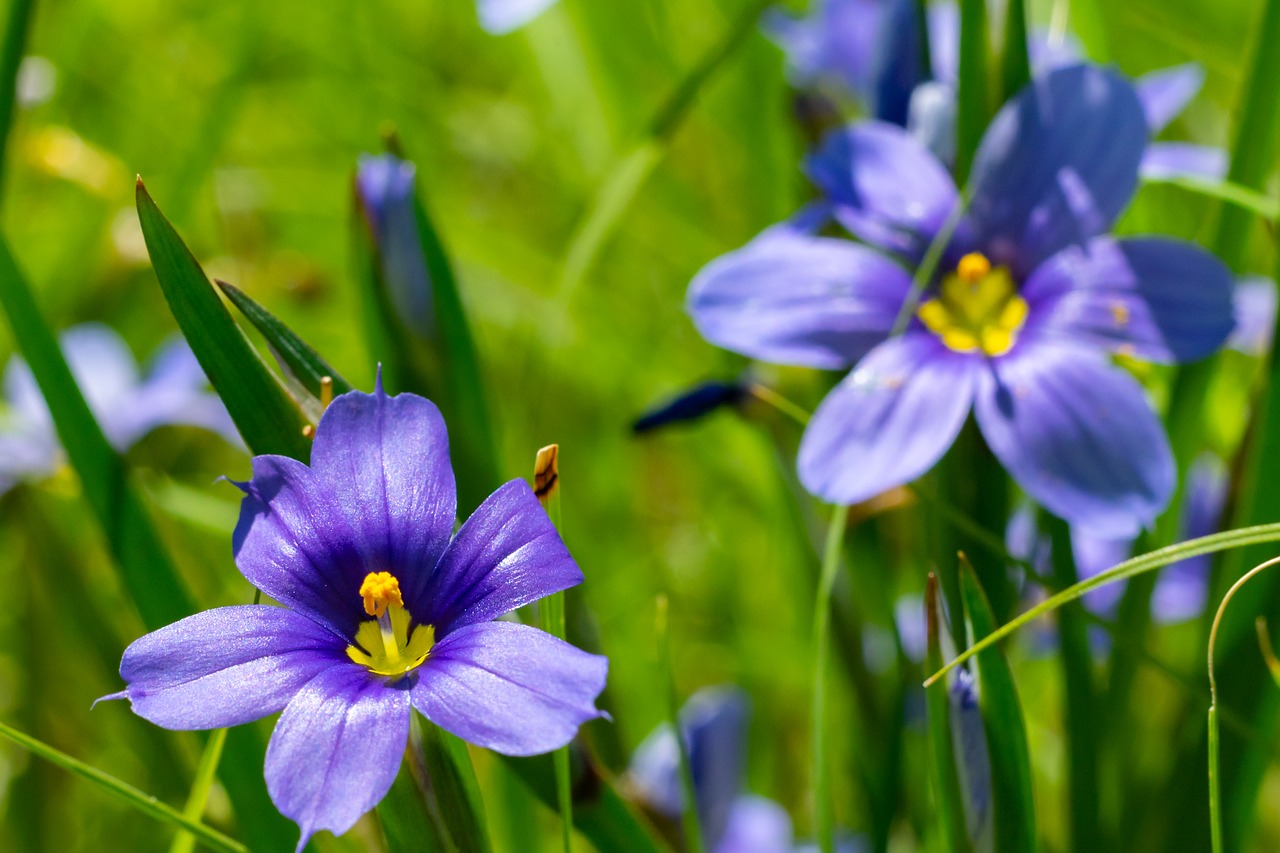 flowers  texas  outdoor free photo