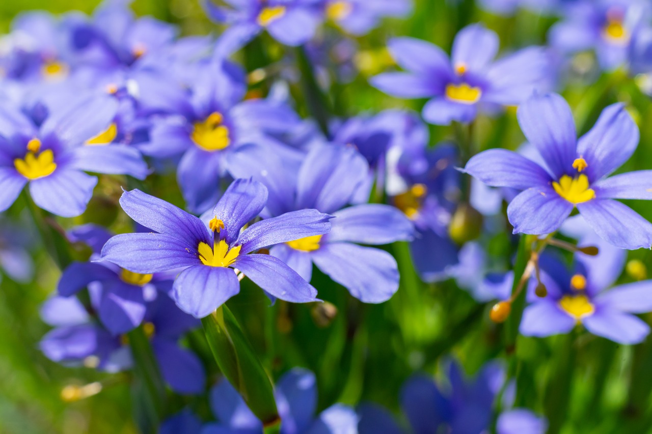 flowers  texas  outdoor free photo