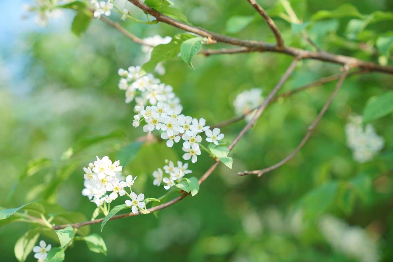 flowers  nature  petals free photo