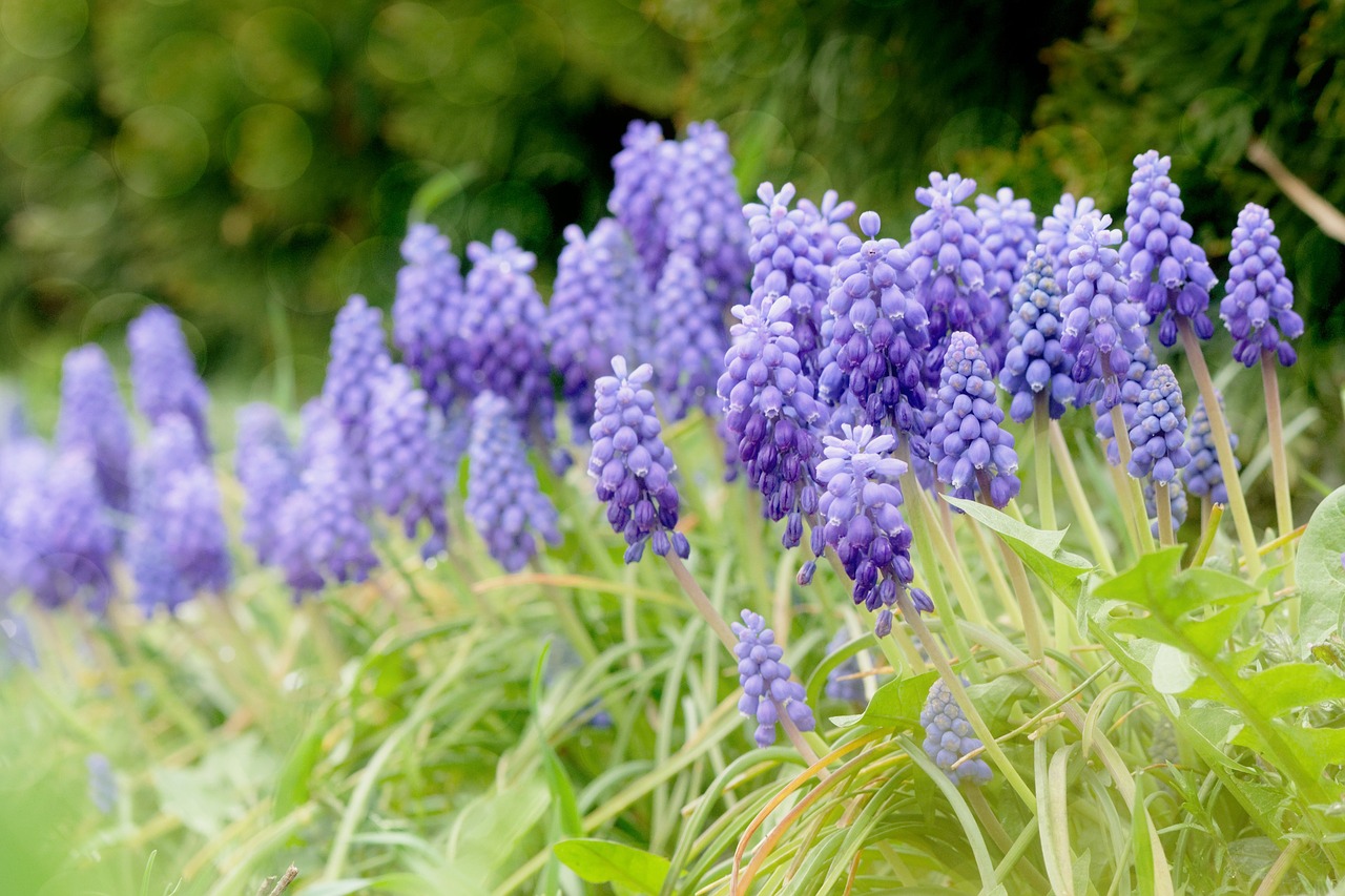 flowers  spring  plant free photo