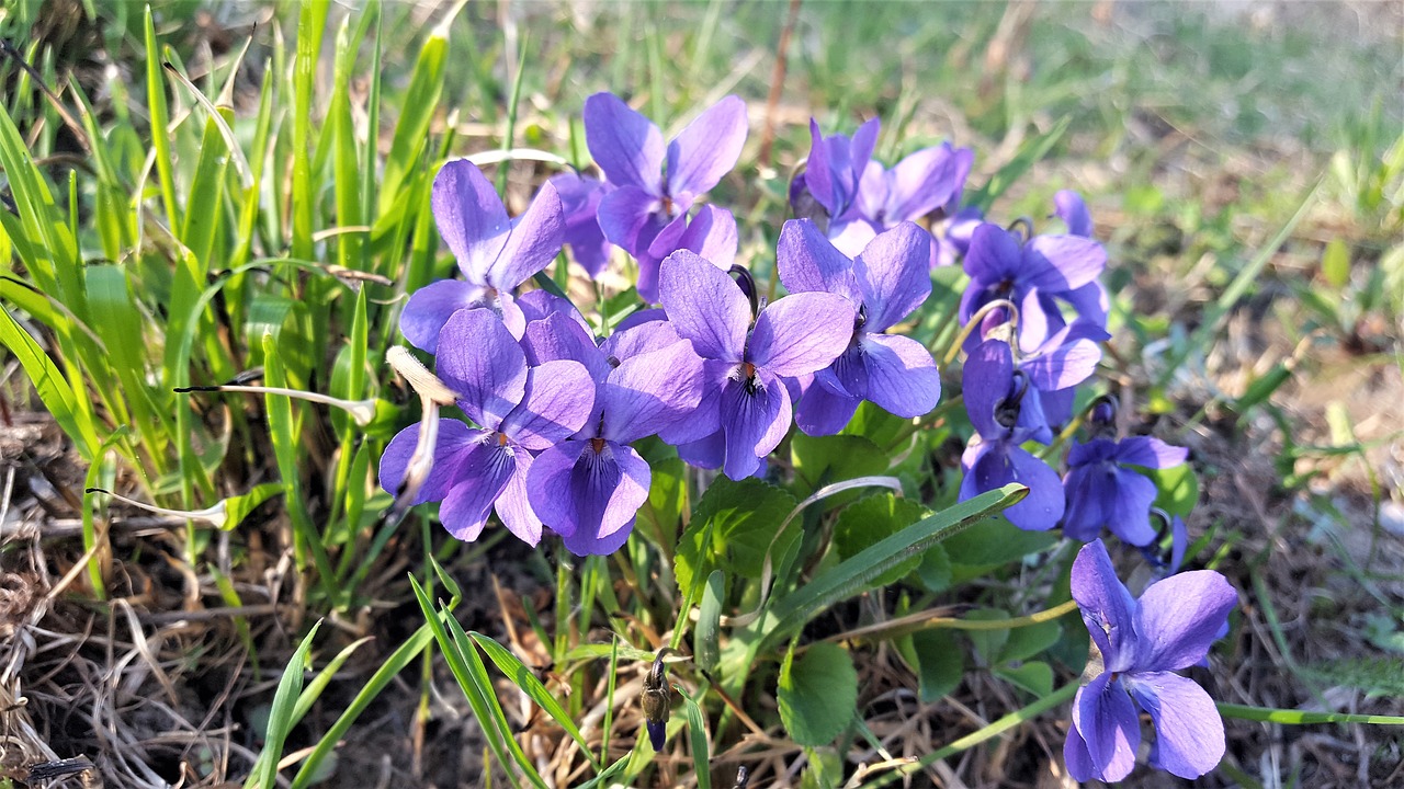 flowers  spring  violets free photo