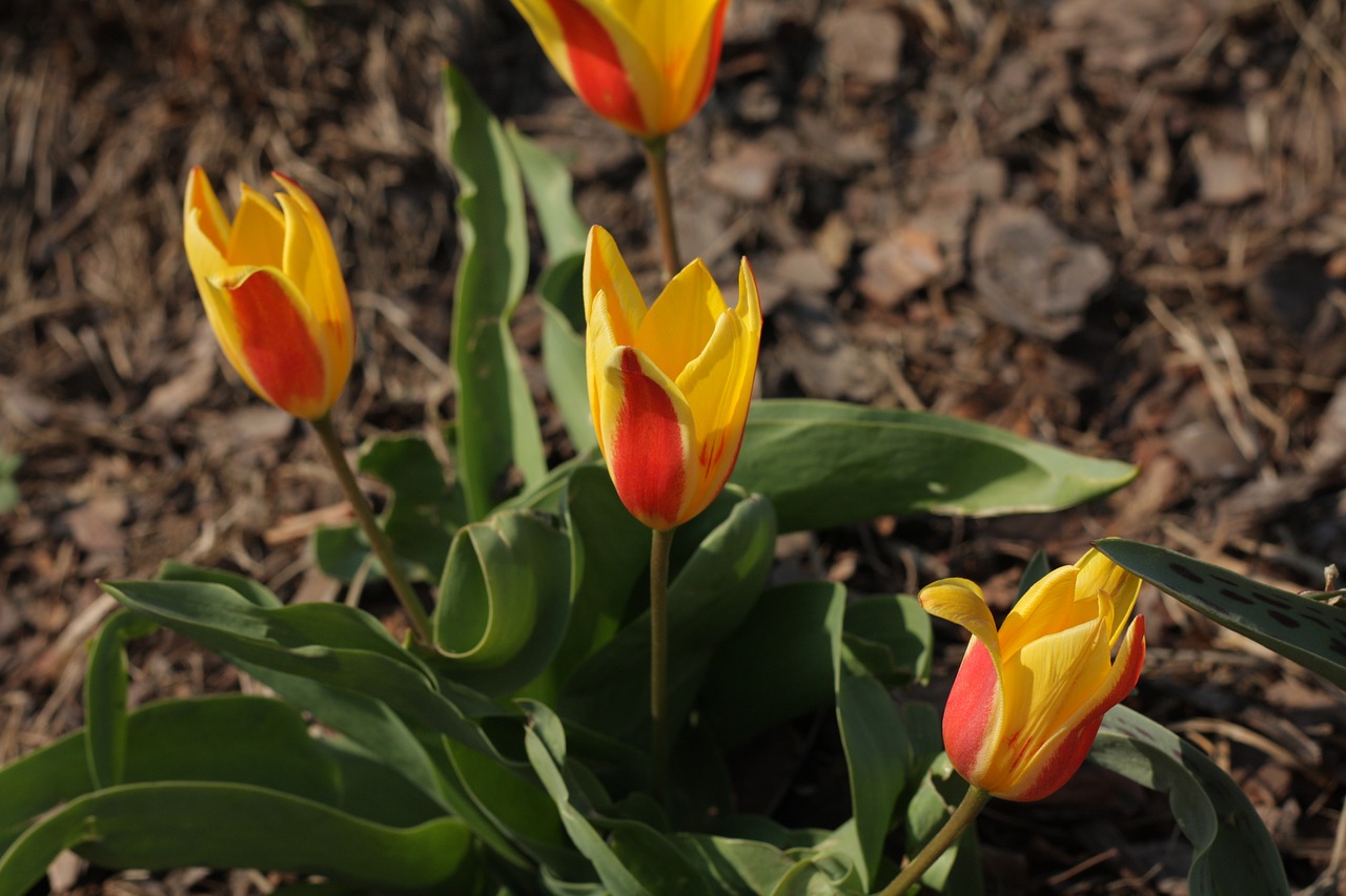 flowers  tulips  nature free photo