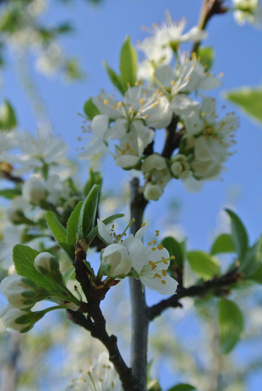 flowers  branch  spring free photo