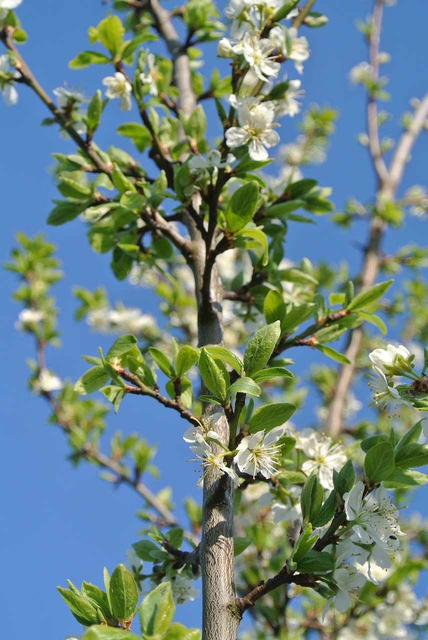 flowers  spring  bloom free photo