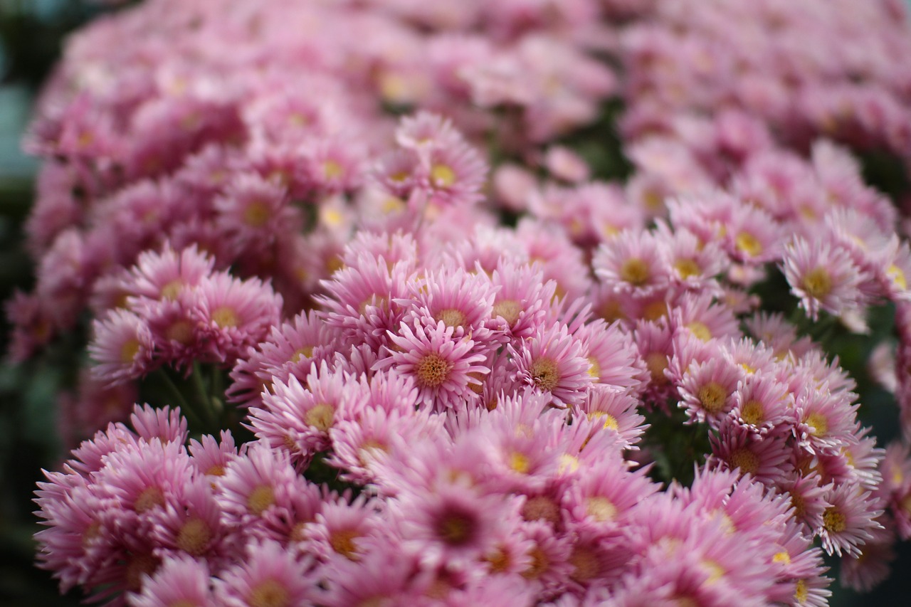 flowers pink plants free photo