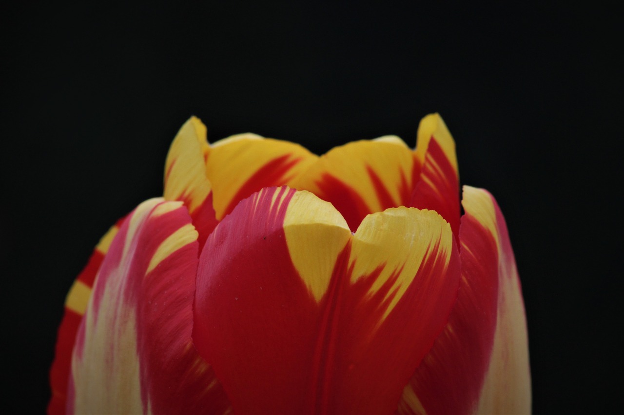 flowers  flower  tulip free photo