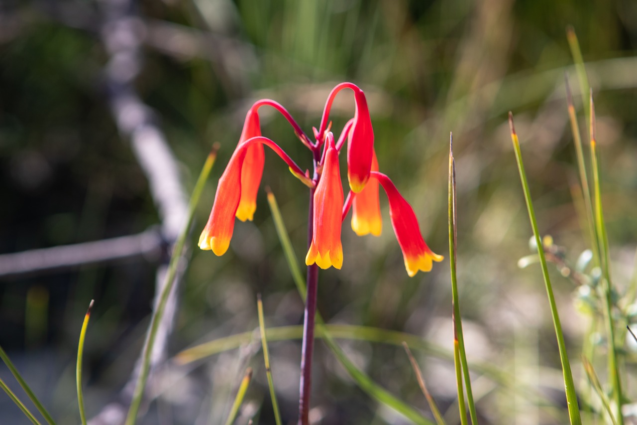 flowers  red  yellow free photo