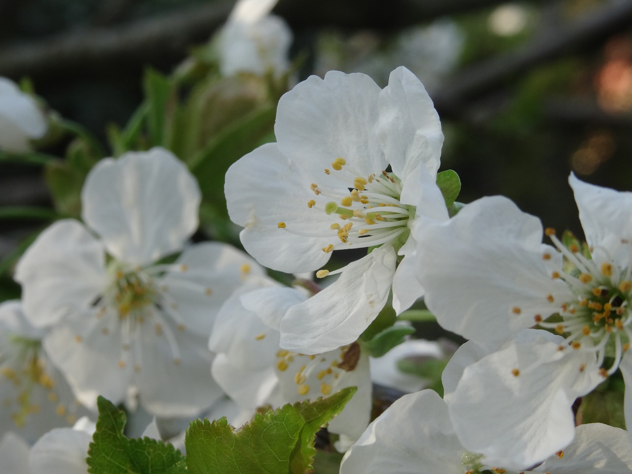 flowers  nature  white free photo