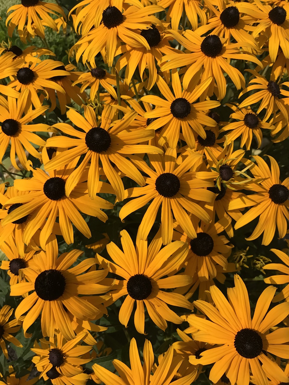 flowers  black-eyed susan  yellow free photo