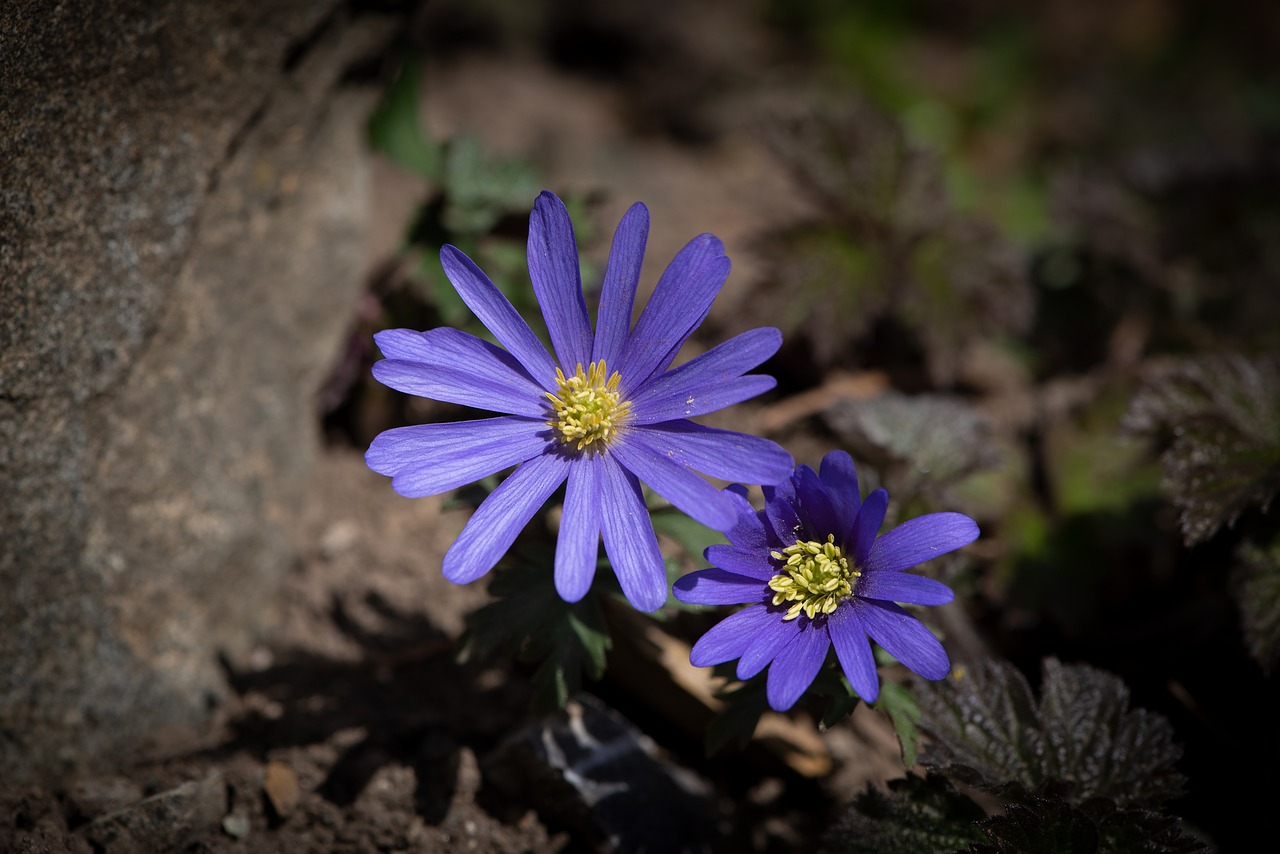 flowers  blue  garden free photo