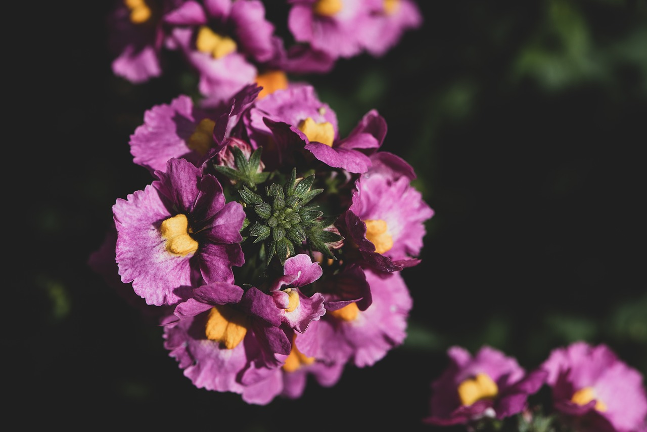 flowers  pink  garden free photo