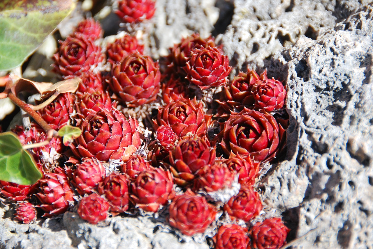 flowers  rock  nature free photo