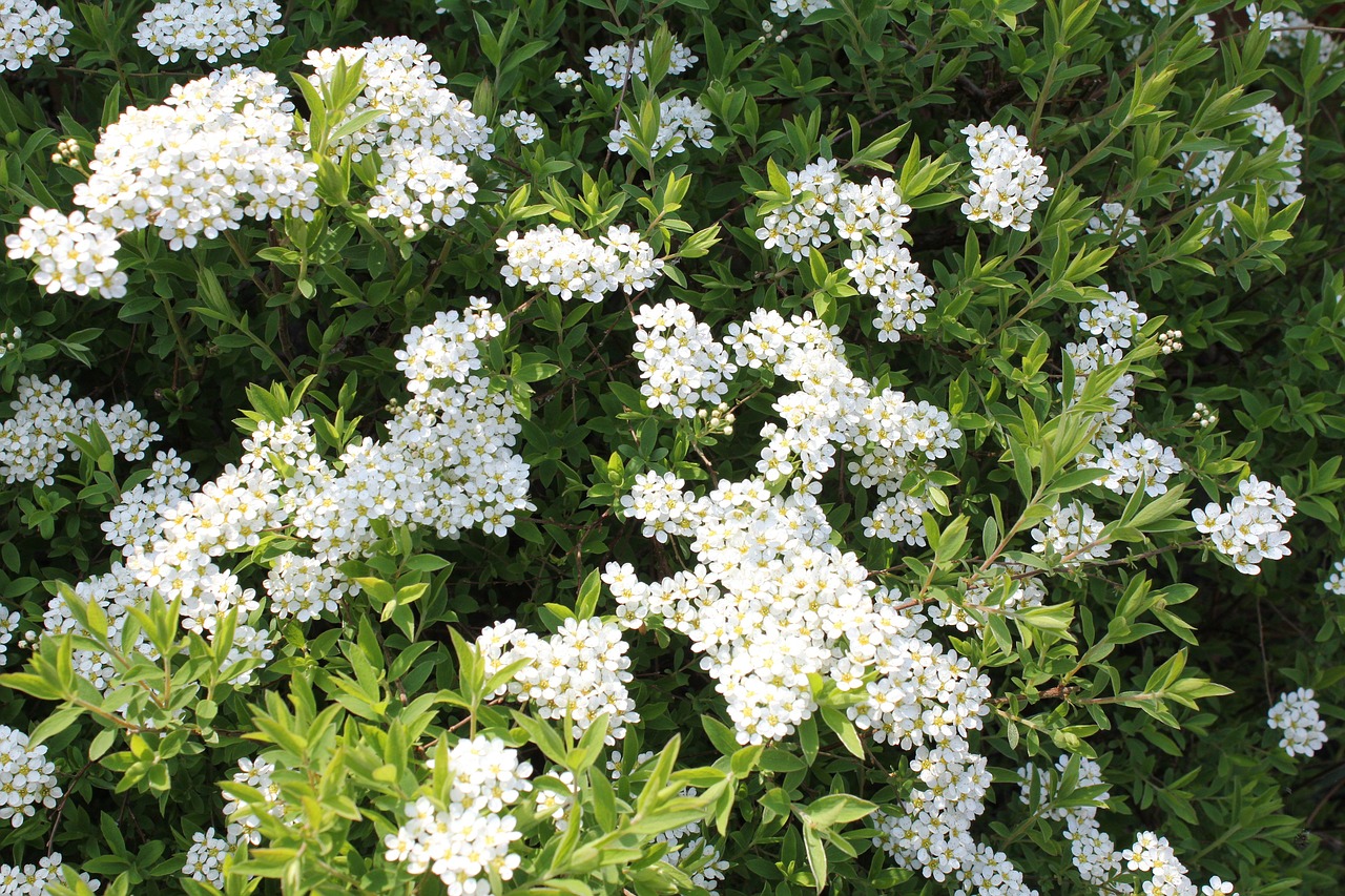 flowers  bush  shrub free photo