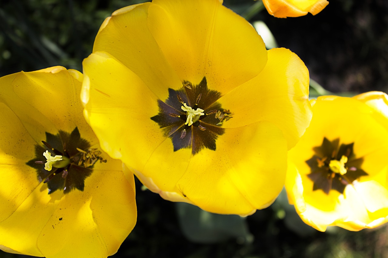 flowers  tulip  yellow free photo