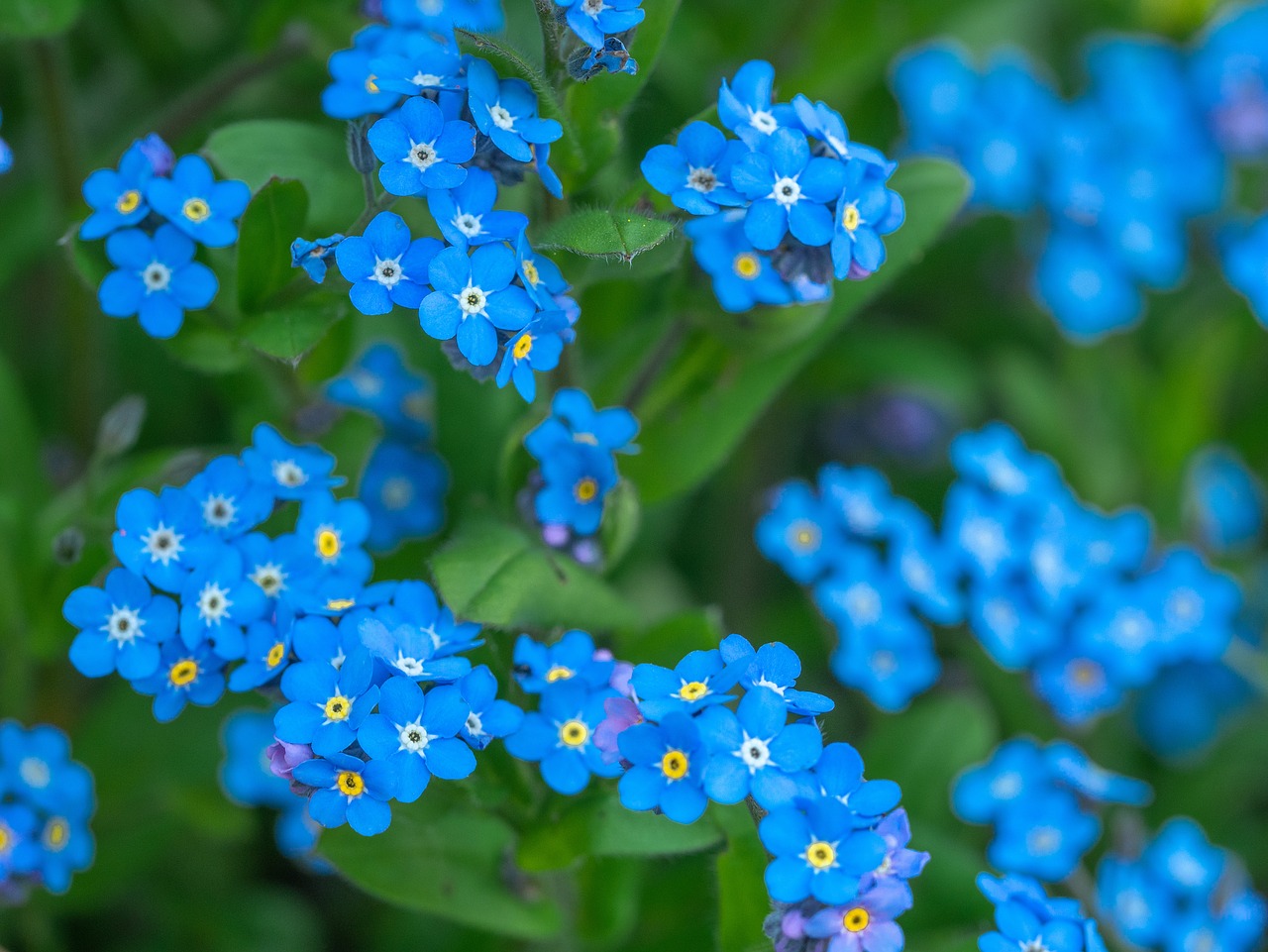 flowers  forget me not  bloom free photo