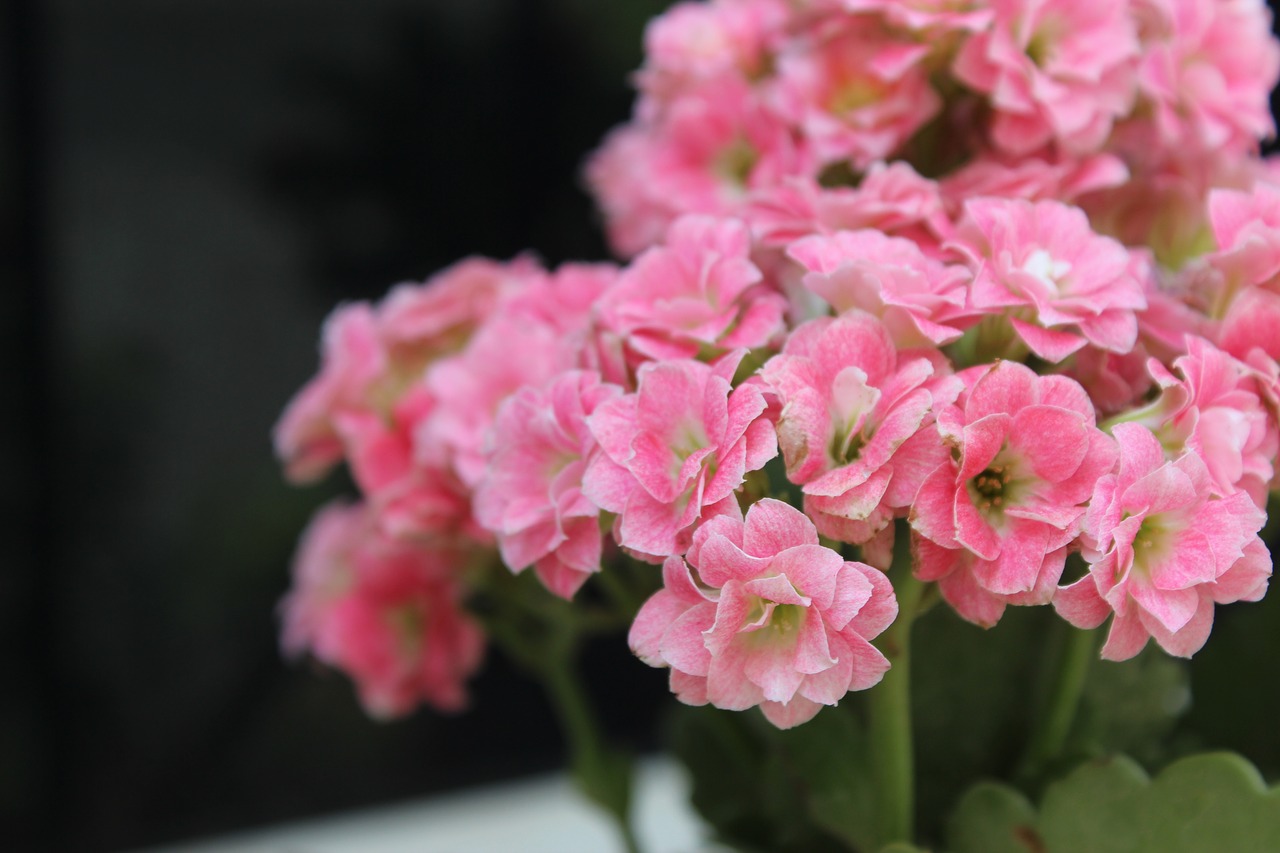 flowers  pink  blossom free photo