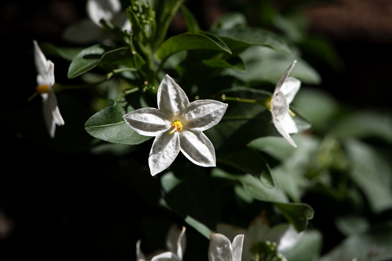 flowers  plant  white free photo