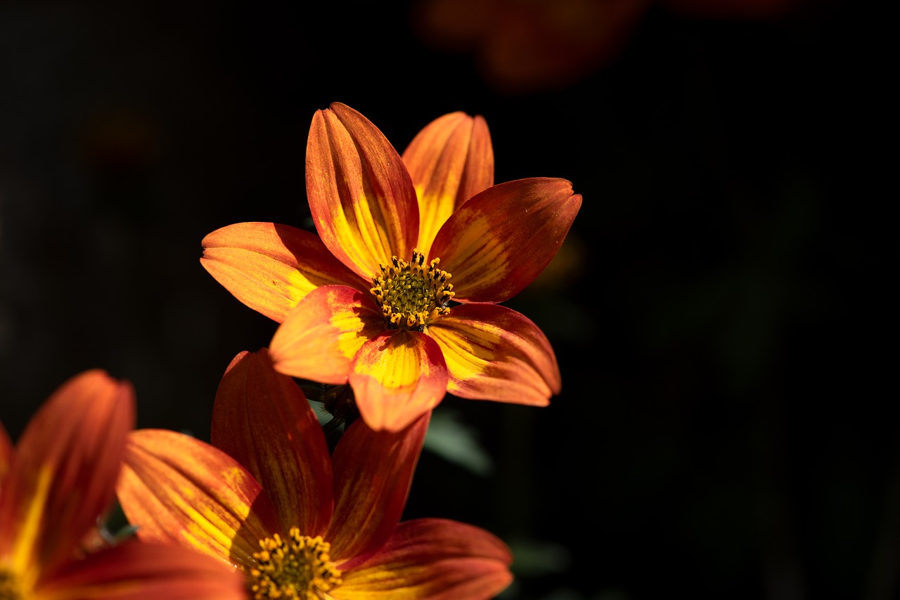 flowers  orange  garden free photo