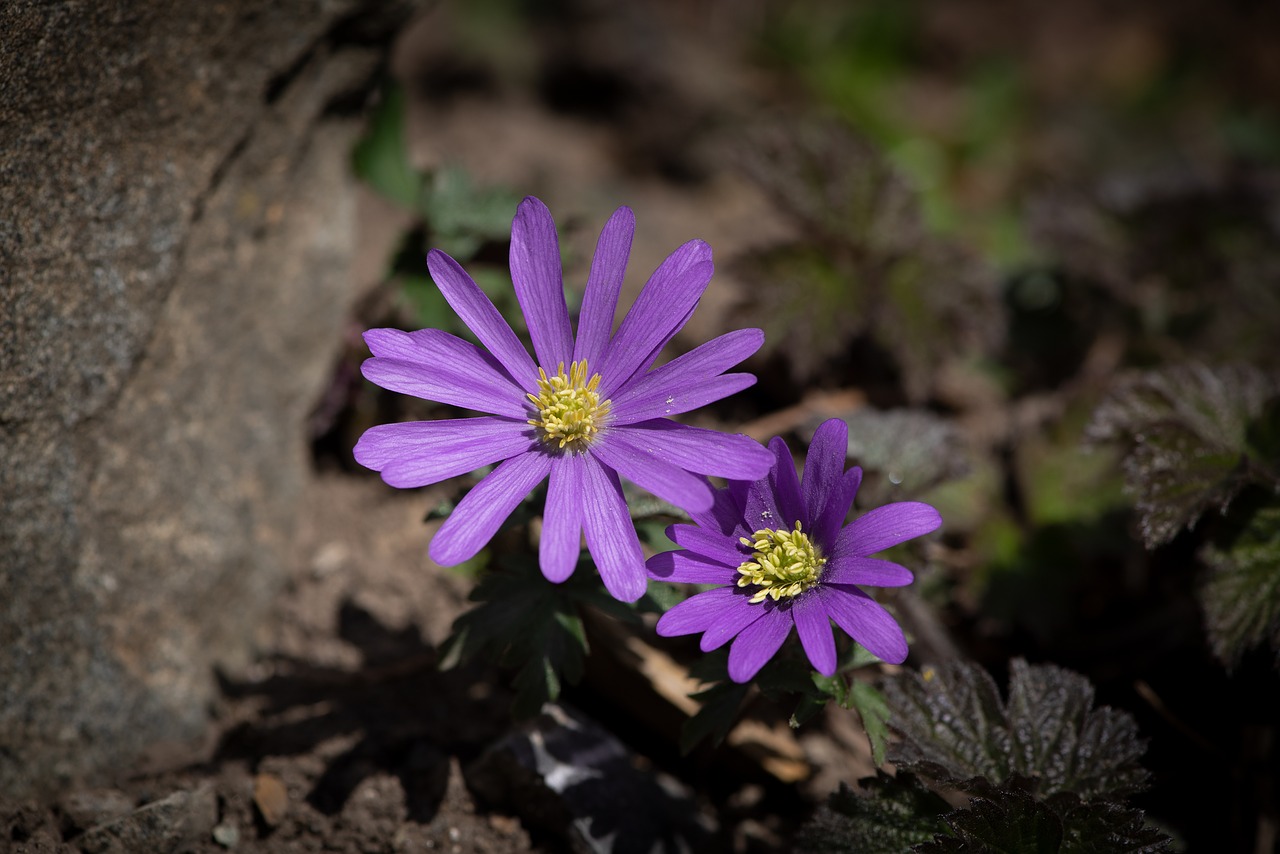 flowers  purple  violet free photo