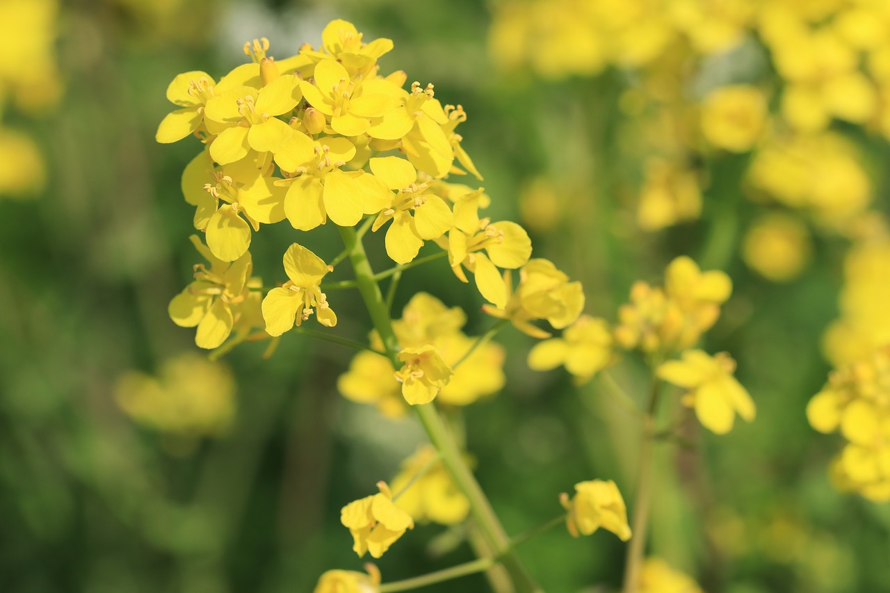 flowers  wild flowers  field flowers free photo