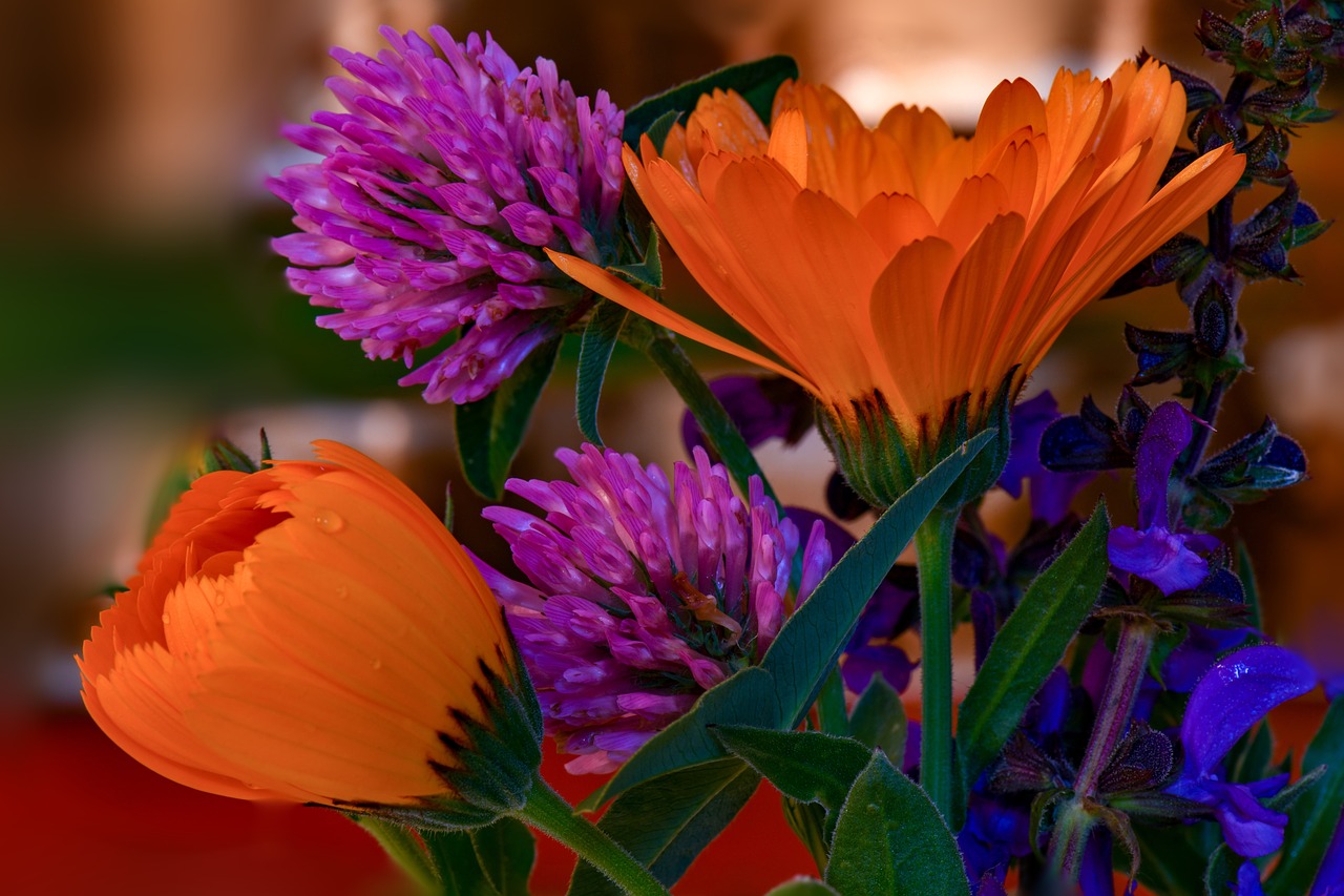 flowers  daisies  garden free photo