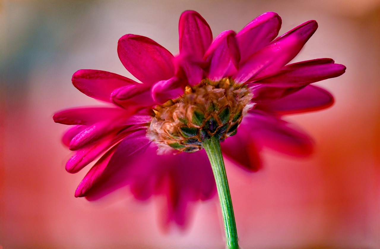 flowers  flower  rosa free photo