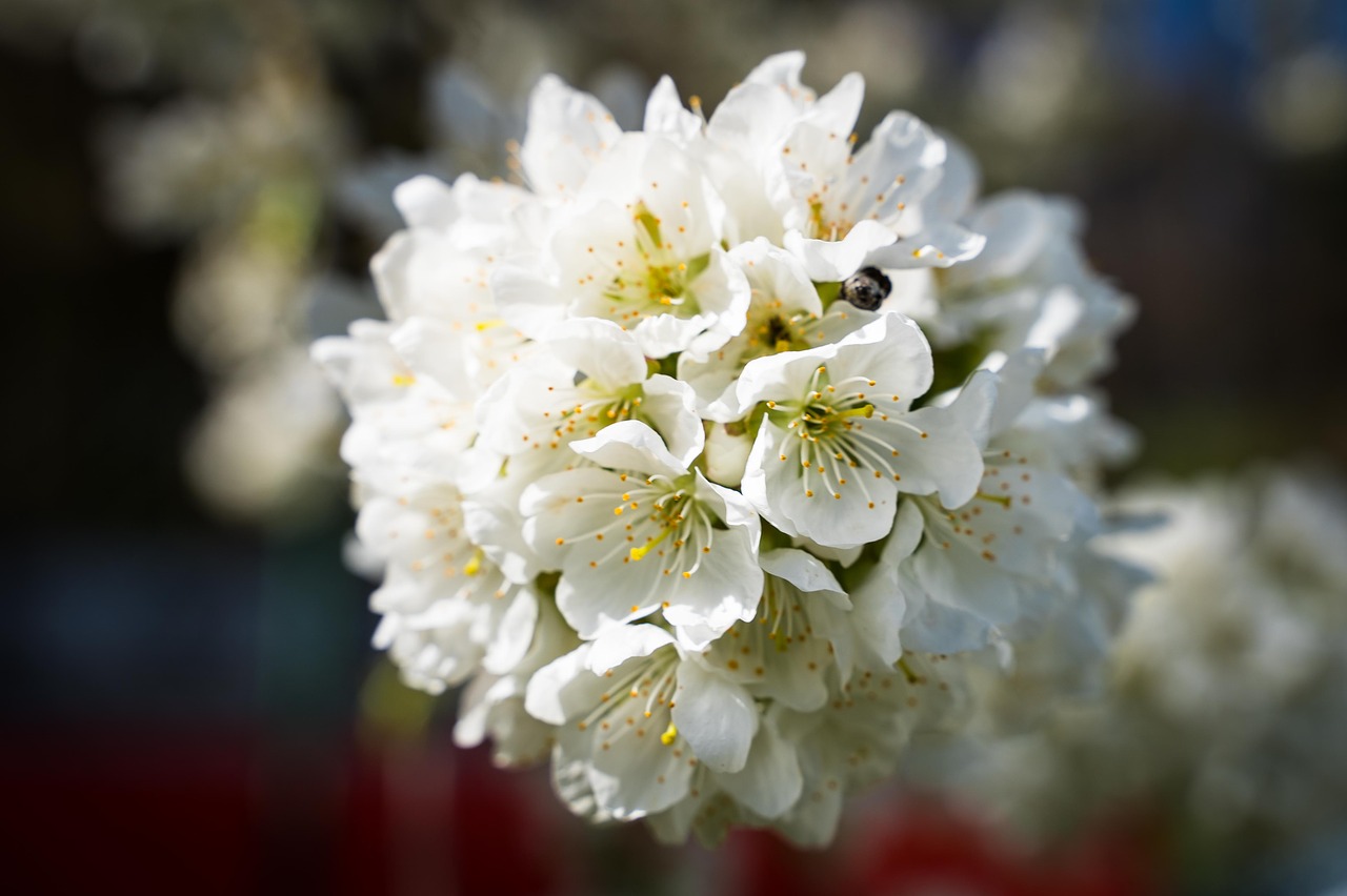 flowers  cherry blossoms  spring free photo