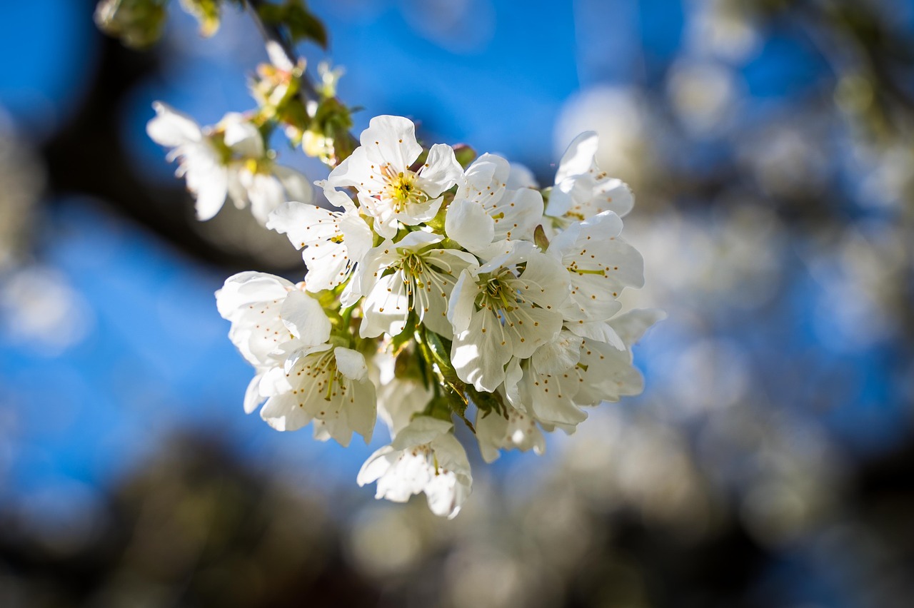 flowers  cherry blossoms  spring free photo