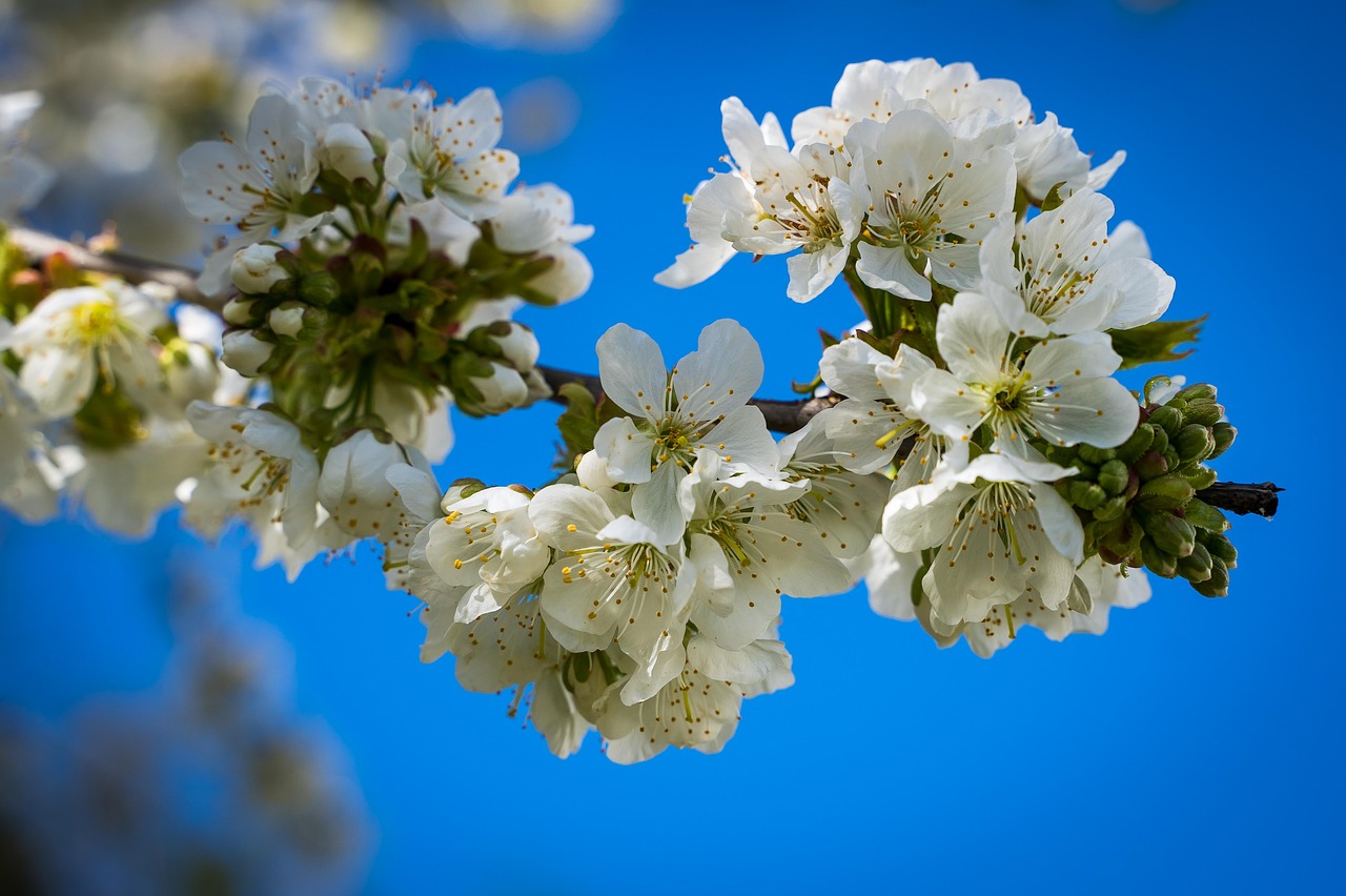 flowers  cherry blossoms  spring free photo