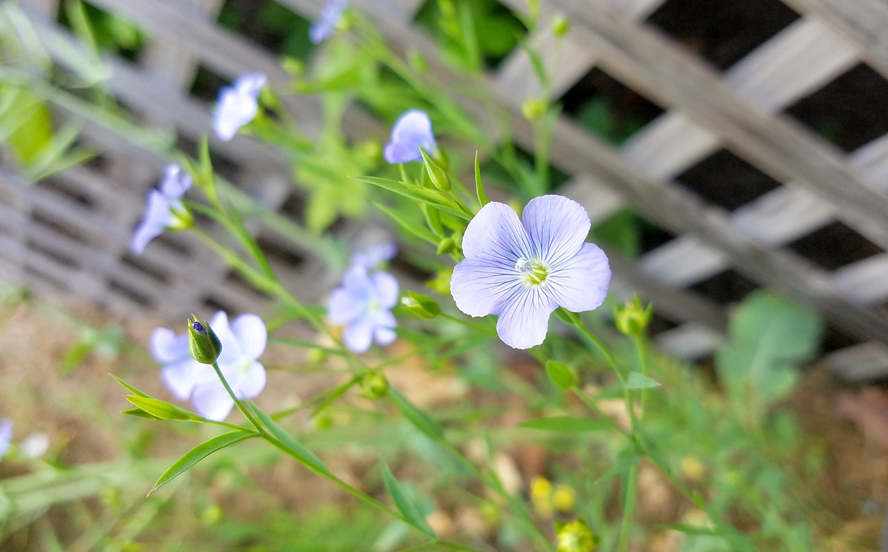 flowers  floral  spring free photo