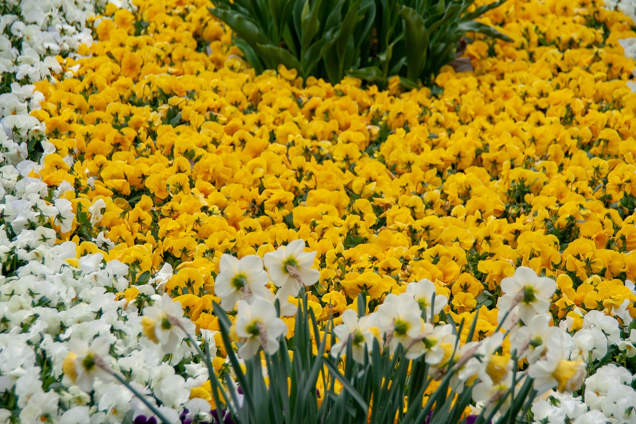 flowers  flora  natur free photo