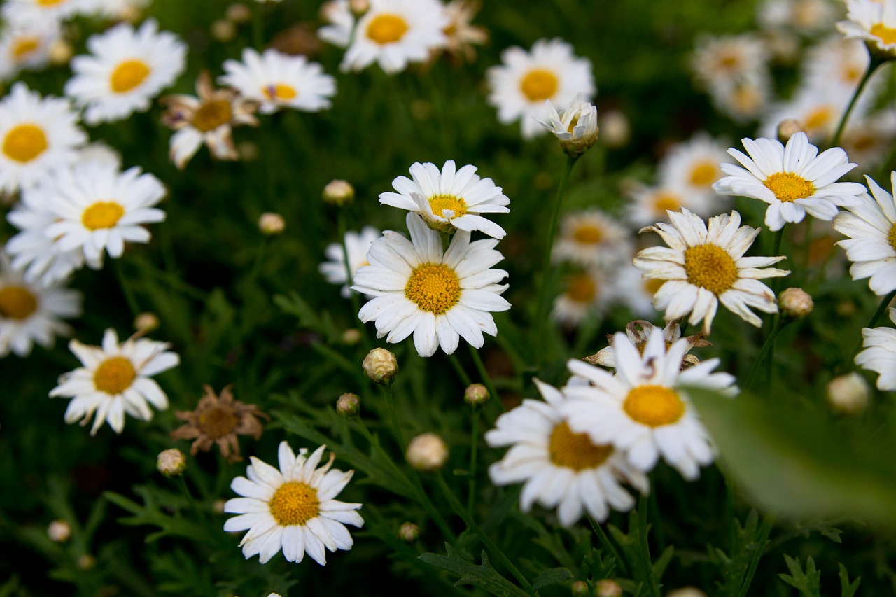 flowers  chamomile  nature free photo