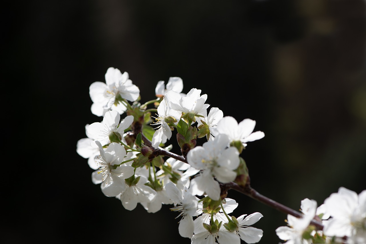 flowers  white  branch free photo