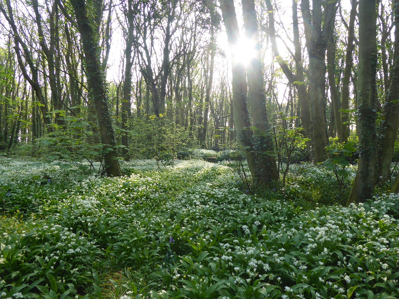 flowers  woods  spring free photo