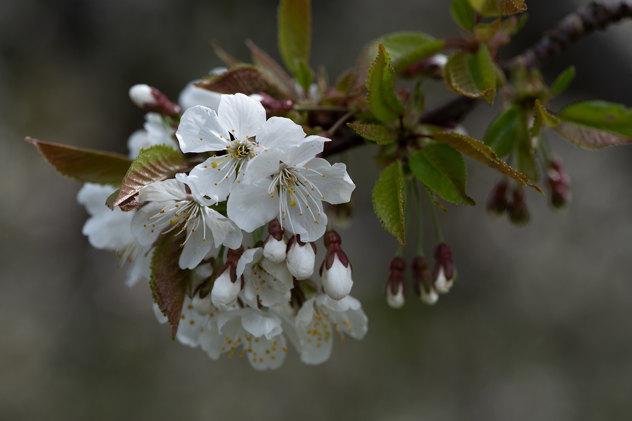 flowers  white  branch free photo